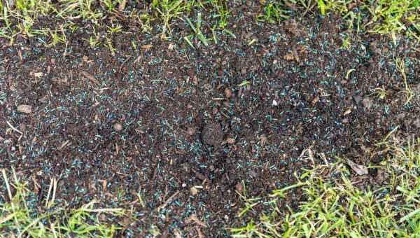 how-to-plant-grass-seed-7372347-hero-dc29c996a85e446b9524347e4c789cf7